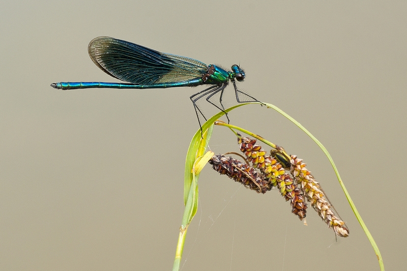 509 - CALOPTERYX - VANDERLINDEN HUBERT - belgium.jpg